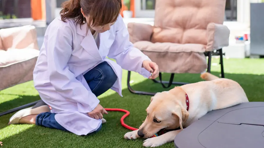 大型犬を撫でる女性医師