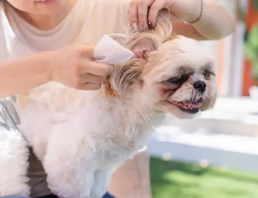 体を優しく吹かれている犬